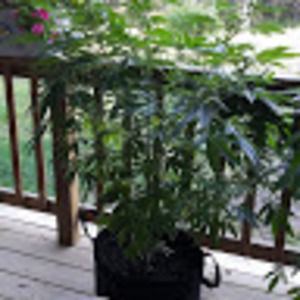 Meet your Posher, J.j.